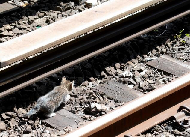 subway kitten