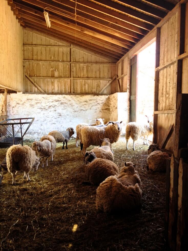sheep in the barn