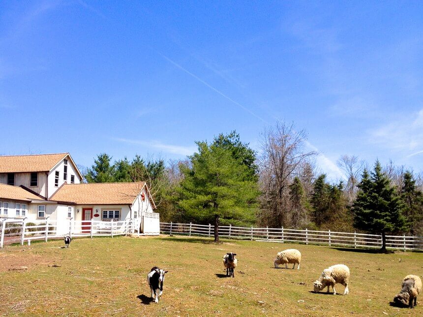 sheep grazing