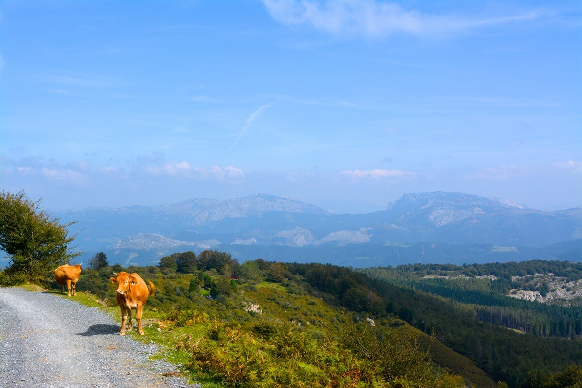 Cow at Gorbea Natural Park, Basque Country, Spain | nycexpeditionist.com