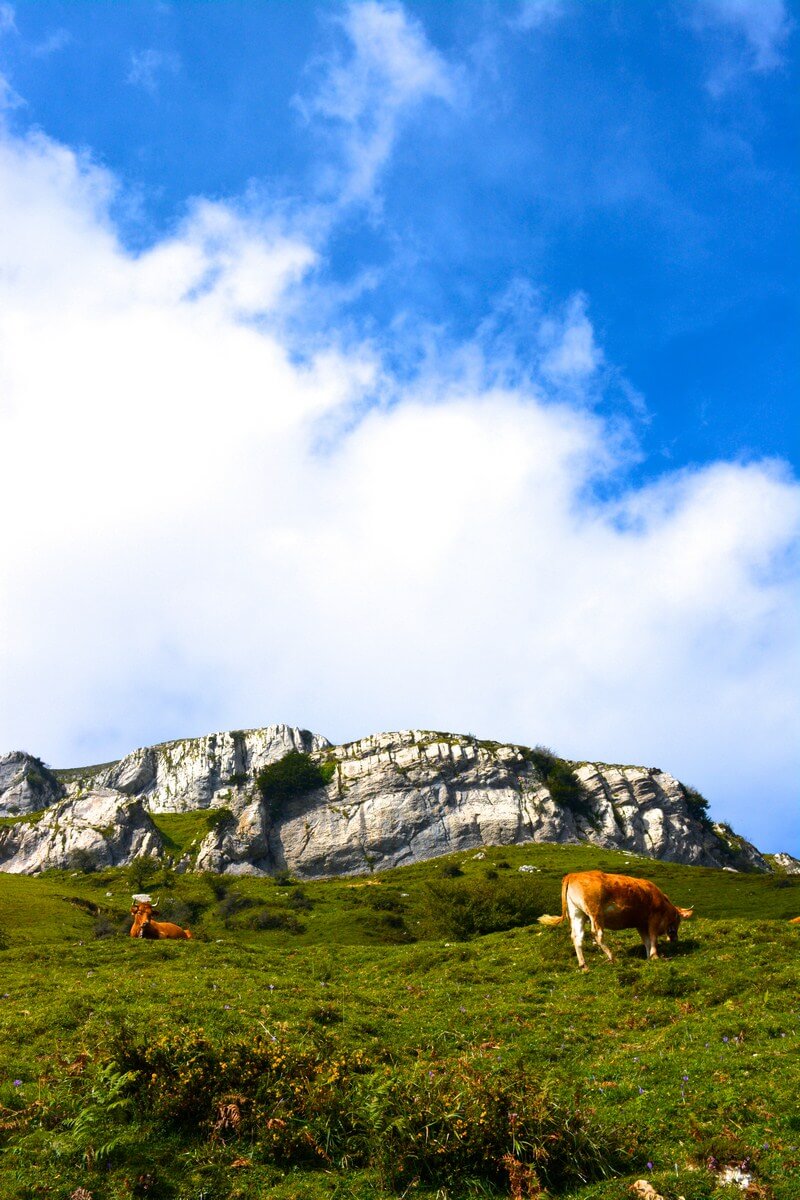 Cows grazing at Gorbea Natural Park, Basque Country, Spain | nycexpeditionist.com