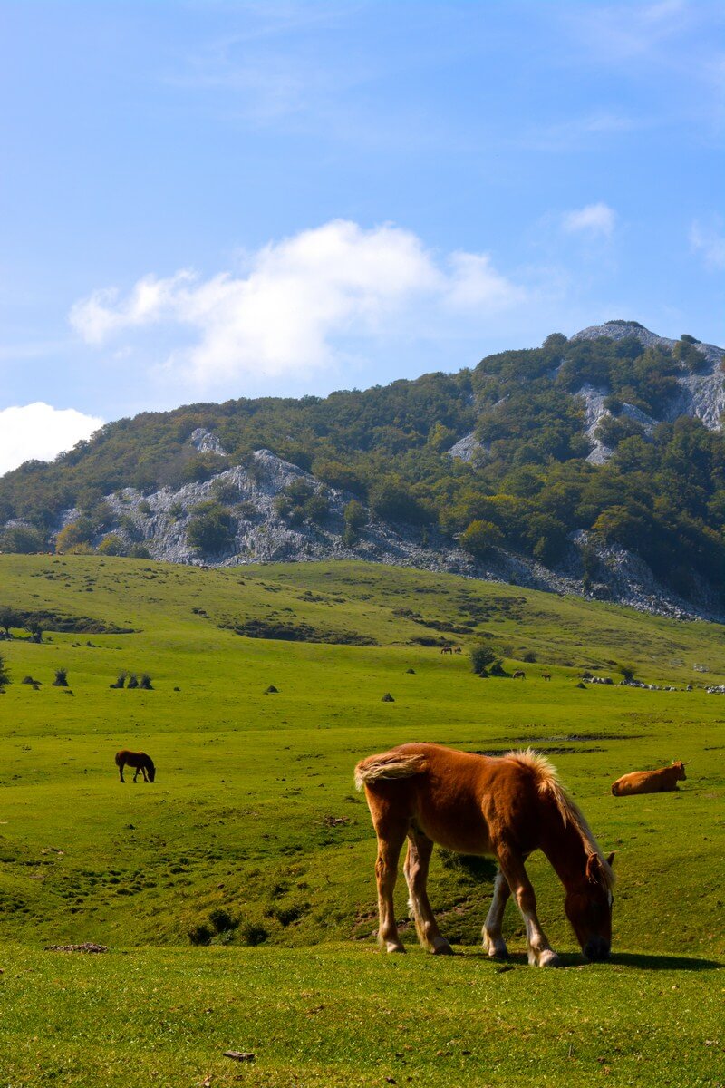 Horse at Gorbea Natural Park, Basque Country, Spain | nycexpeditionist.com