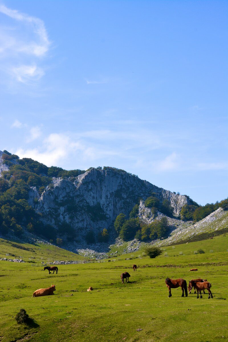 Horses at Gorbea Natural Park, Basque Country, Spain | nycexpeditionist.com