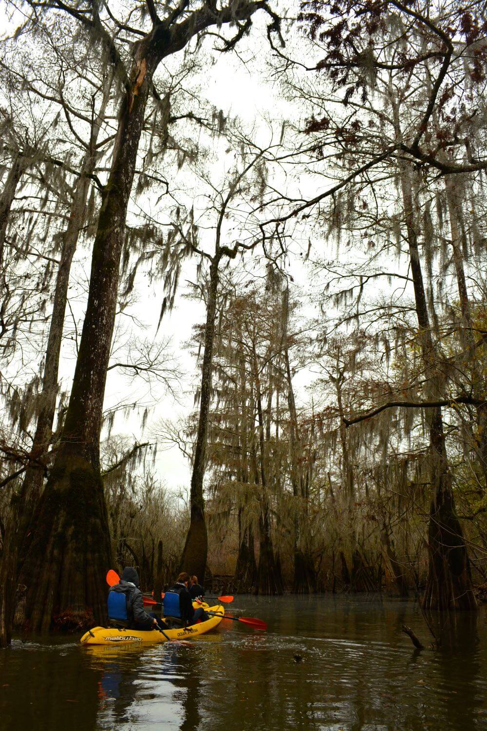 Swamp kayaking, NOLA | nycexpeditionist.com